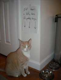 S'il y a un chat ici