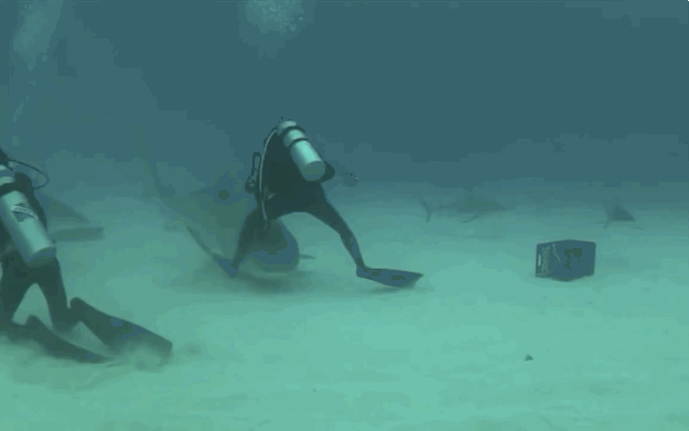 Un plongeur se fait arracher de peu la jambe par un requin.