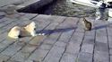 Les chats, c'est mieux