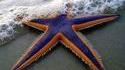 Étoile de mer