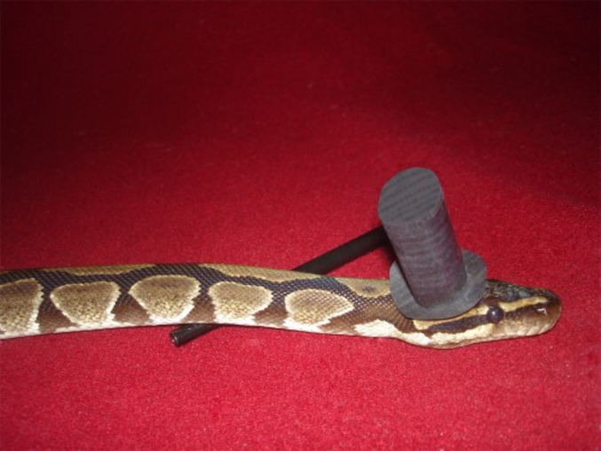 Un serpent avec un chapeau. Vous en avez déjà vu ?