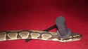 Un serpent avec un chapeau