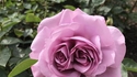 Une rose(s) siamoise(s) ? 