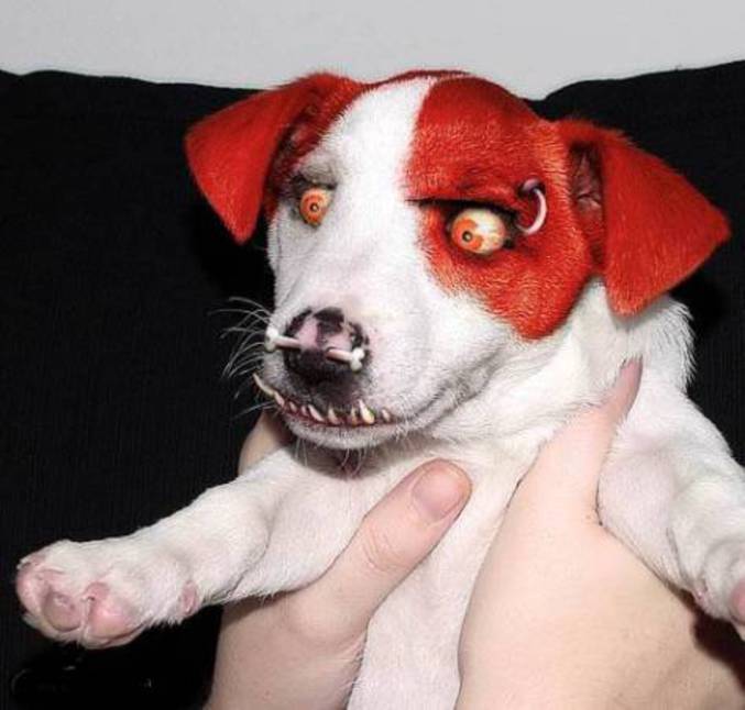 Un chien très à la mode