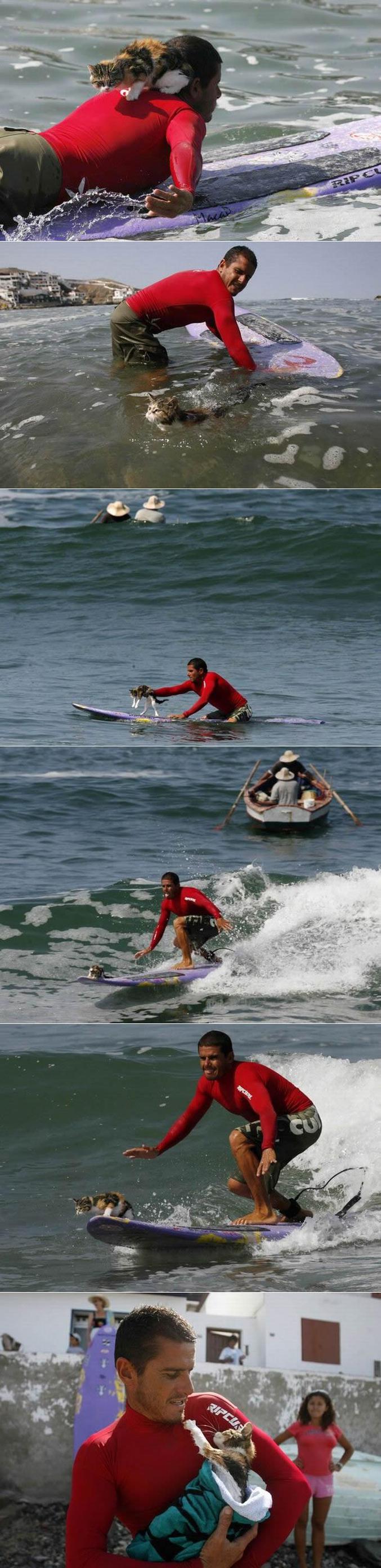 Un chat et son maître qui aiment faire du surf.