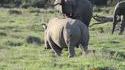 Elerhino ou Rhinoléphant