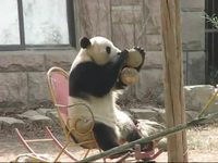 Un panda sur un rocking-chair       