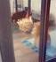 Un chat chaud