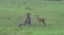 Deux amis dans la savane