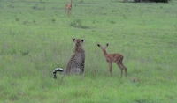 Deux amis dans la savane