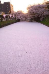 Rivière de pétales de fleurs de cerisier