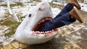 Requin des neiges