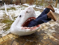 Requin des neiges