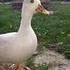 Ghost duck