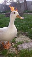 Ghost duck