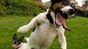 Chien heureux