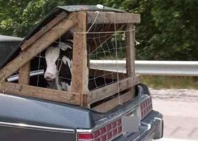 Une façon sûre de transporter sa vache dans sa voiture.