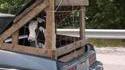 Transport de vache