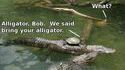 Convention de tortue