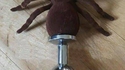 Le plug anal de madame Spiderman ?