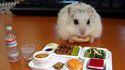 Bento pour Hamster