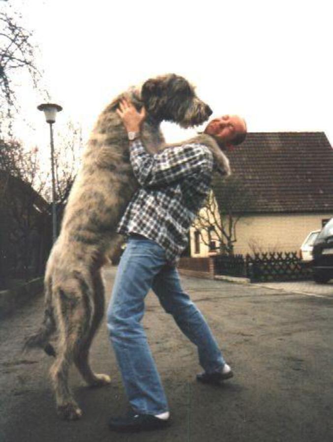 Un chien plus grand que son maître