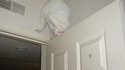 Ninja cat