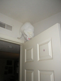 Ninja cat