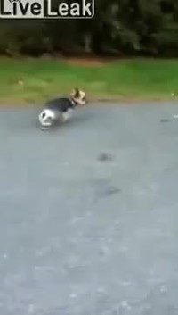 Un chien et ses bottes