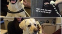 Hey, dog, comment ça va ?