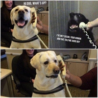 Hey, dog, comment ça va ?