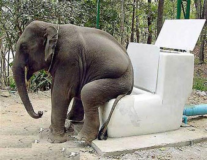 Un éléphant qui fait ses besoins dans de gigantesques toilettes.