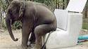 Éléphant propre