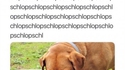 Shopschlopshopsschlop