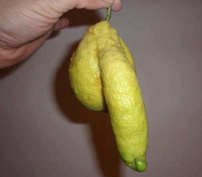 Coucou, tu veux voir mon citron ?