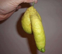 À la recherche des phallus perdus 219
