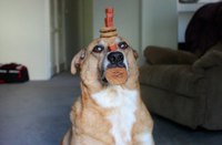 Concentration canine