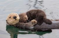 Loutres câlines