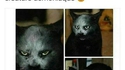 Le vrai visage des chats