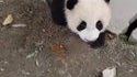 Un jeune panda