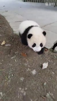 Un jeune panda