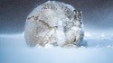Les lapins compris jettent un froid