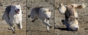 Un chien qui court