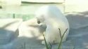 Passe-temps d'ours