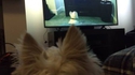 Chienquiregardelatv-ception
