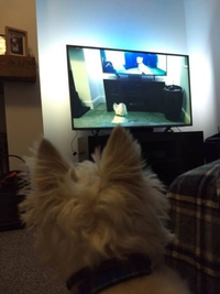 Chienquiregardelatv-ception