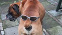 Monsieur chien