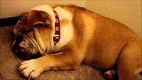 Bulldog ronflant
