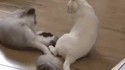 Bataille de chats