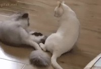 Bataille de chats